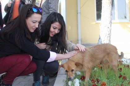 ÖZHAN GÖNÜLLÜLERİ HAYVANLAR İÇİN HAREKETE GEÇTİ